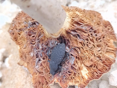 Polypleurus perforatus