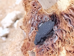 Polypleurus perforatus