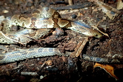 Atractus major