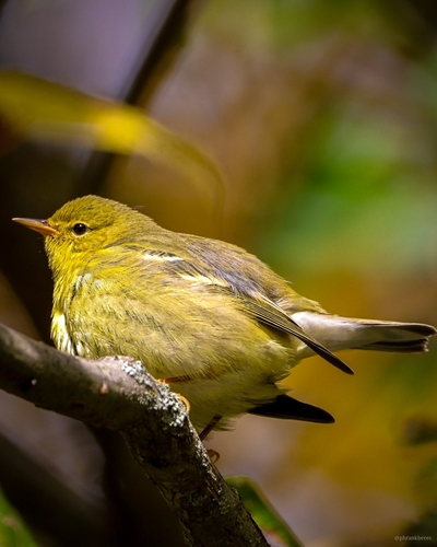 Blackpoll Warbler