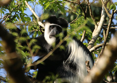 Colobus guereza matschiei
