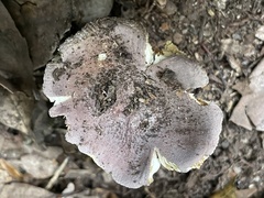 Russula azurea