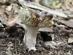 Russula azurea