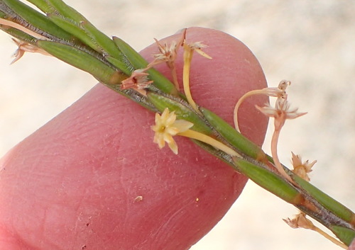 Image of Struthiola eckloniana by (c) Nicola van Berkel, some rights reserved (CC BY-SA)
