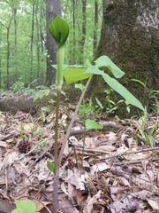 Arisaema quinatum