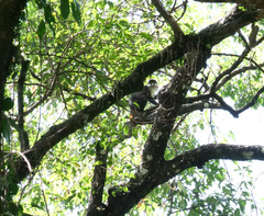 Cercopithecus ascanius