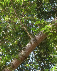 Megabyas flammulatus