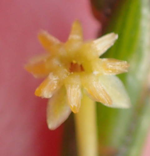 Image of Struthiola eckloniana by (c) Nicola van Berkel, some rights reserved (CC BY-SA)