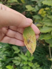 Svistella bifasciata