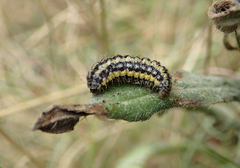 Heterogynis penella