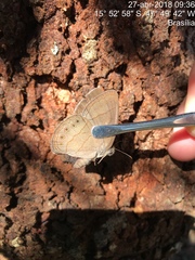 Nhambikuara cerradensis