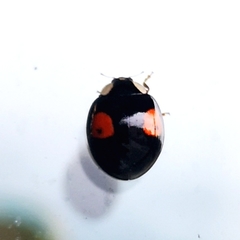 Harmonia axyridis