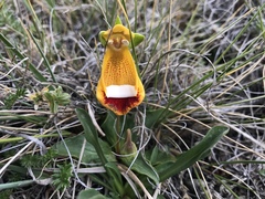Calceolaria uniflora