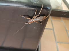 Nesoecia
