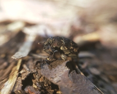 Psepholax dentipes