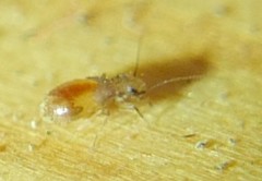 Lepinotus