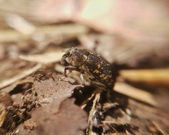 Psepholax dentipes