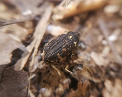 Psepholax dentipes