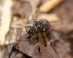 Psepholax dentipes