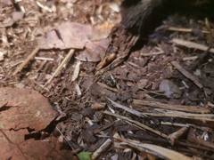 Psepholax dentipes