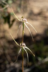 Caladenia × enigma