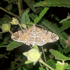 Iridopsis chalcea