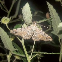 Iridopsis chalcea