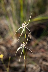 Caladenia × enigma