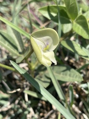 Vigna vexillata vexillata