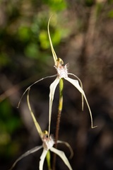 Caladenia × enigma