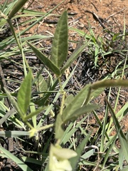 Vigna vexillata vexillata