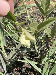 Vigna vexillata vexillata
