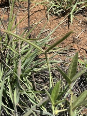 Vigna vexillata vexillata