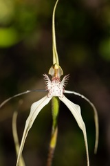 Caladenia × enigma