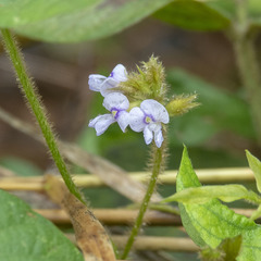 Calopogonium mucunoides
