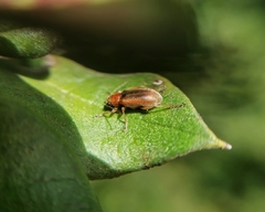 Psathyrocerus