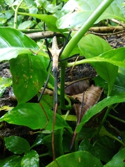 Pseudophasma bispinosum