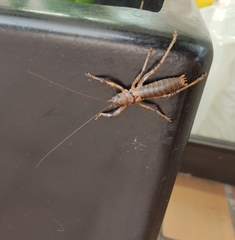 Nesoecia