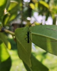 Stenorhopalus gracilis