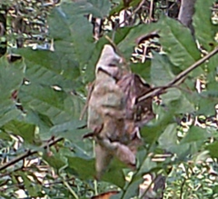 Lophophanes cristatus