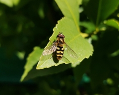 Syrphus reedi