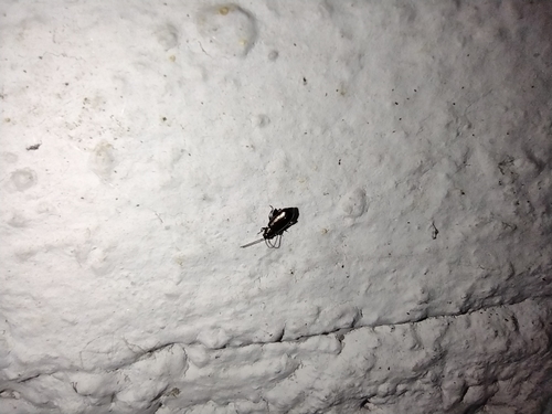 skočka (Phyllotreta)