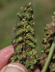 Mesosphaerum pectinatum