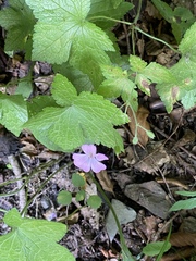Geranium gracile