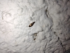 Tachyporus hypnorum