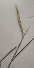Pogonatherum paniceum