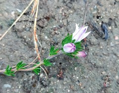 Wahlenbergia calcarea