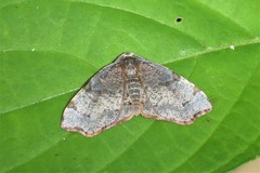 Achrosis