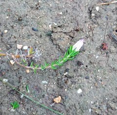 Wahlenbergia calcarea