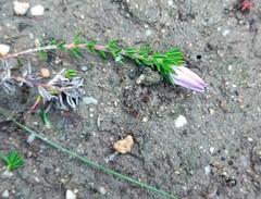 Wahlenbergia calcarea